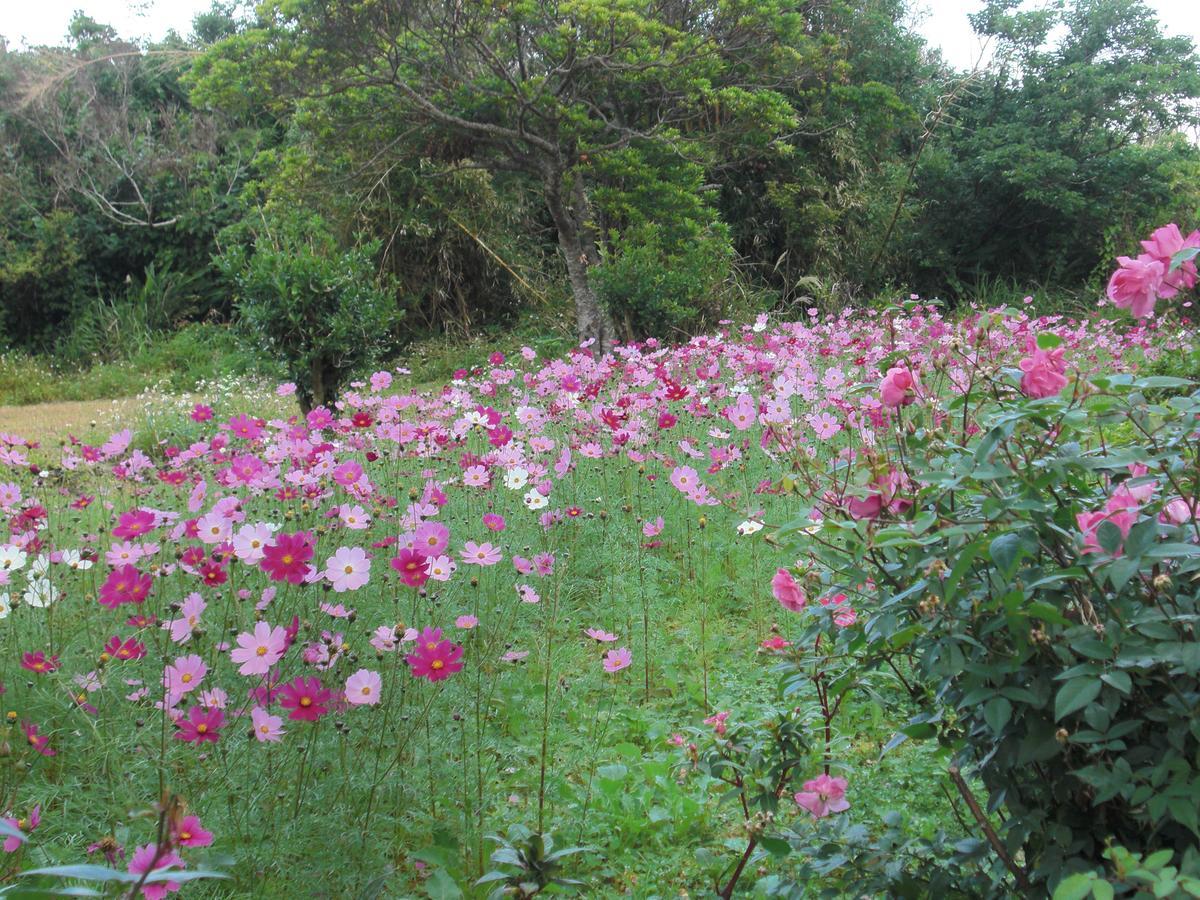 فيلا Matayoshi Coffee Farm Higashi المظهر الخارجي الصورة