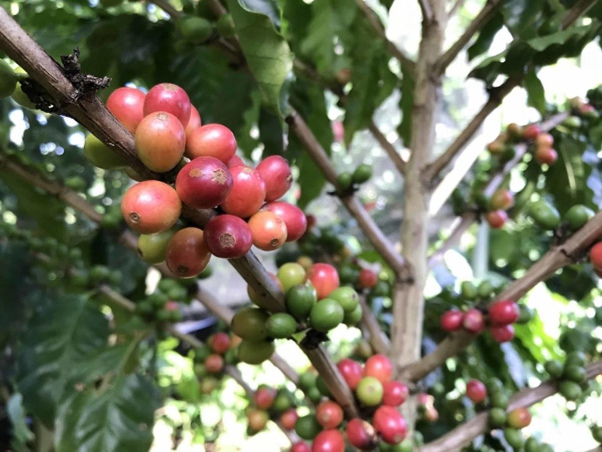 فيلا Matayoshi Coffee Farm Higashi المظهر الخارجي الصورة