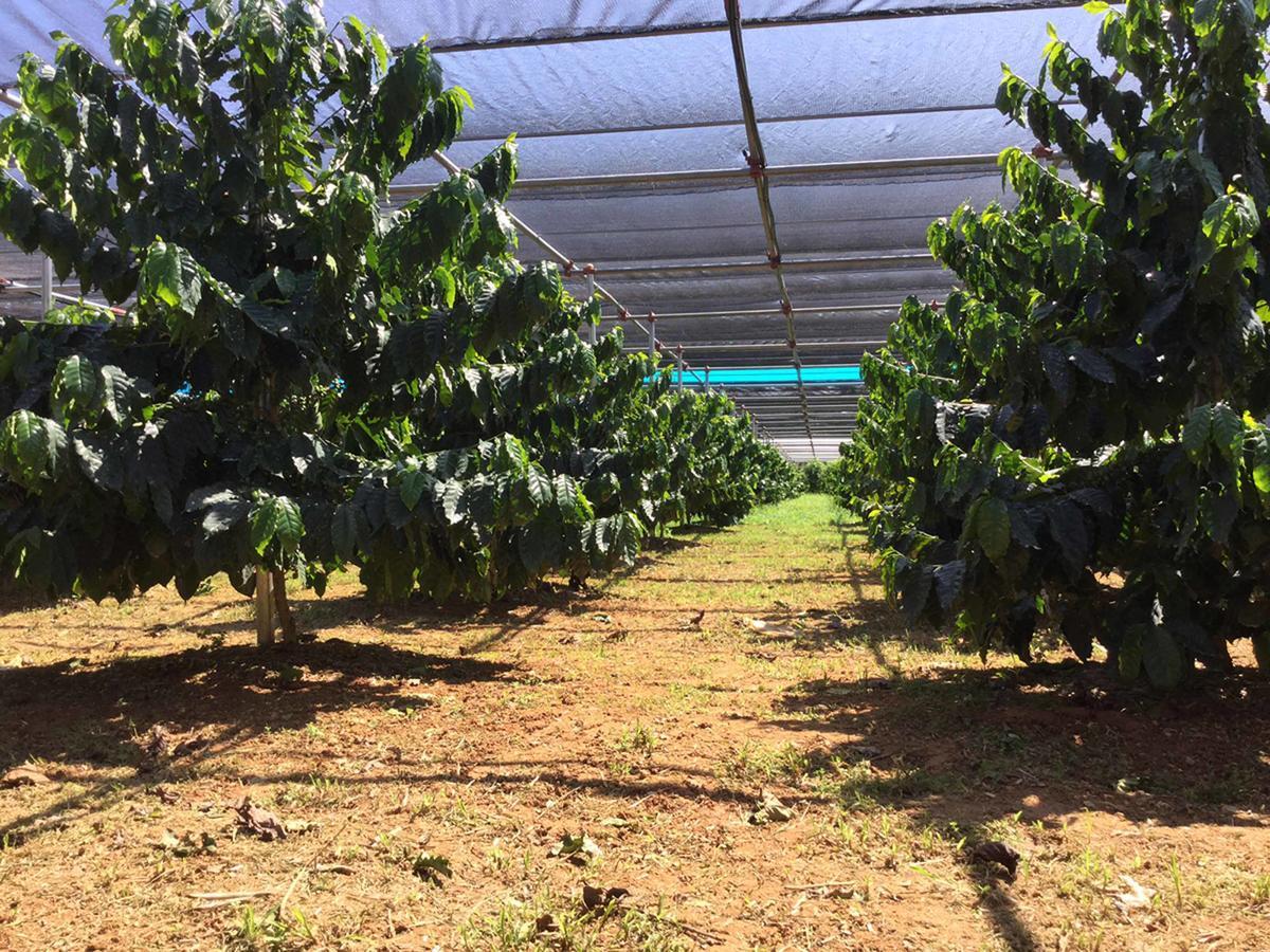 فيلا Matayoshi Coffee Farm Higashi المظهر الخارجي الصورة
